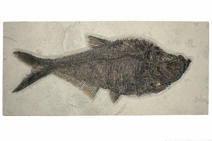 Huge, Fossil Fish (Diplomystus) - Inch Layer #233841